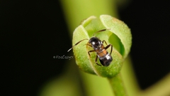 Pilophorus alstoni