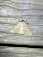 Petrophora subaequaria