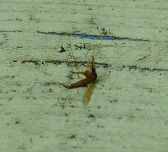 Coquillettidia perturbans