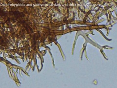 Dendrophora versiformis