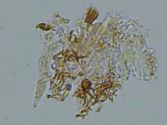 Dendrophora versiformis