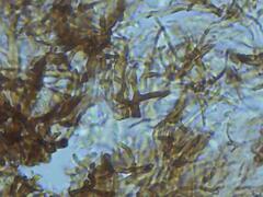 Dendrophora versiformis