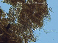 Dendrophora versiformis