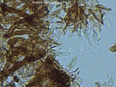 Dendrophora versiformis