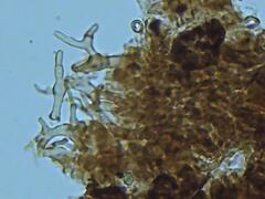 Dendrophora versiformis