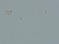 Dendrophora versiformis