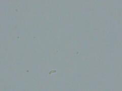 Dendrophora versiformis