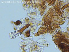 Dendrophora versiformis