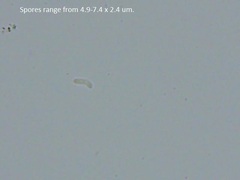 Dendrophora versiformis