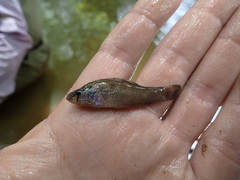 Aphredoderus sayanus