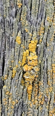 Caloplaca californica