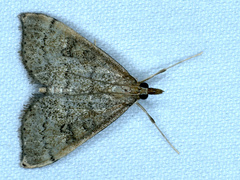 Metasia dicealis
