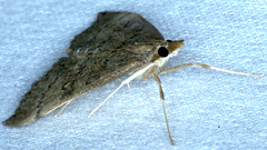 Metasia dicealis