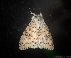 Lymantria nephrographa