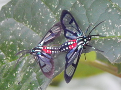 Poecilosoma eone