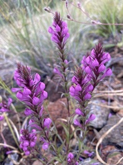 Orthocarpus bracteosus