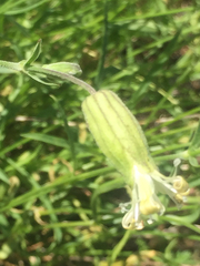Silene bridgesii