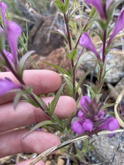 Orthocarpus bracteosus