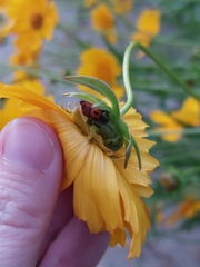 Rhodobaenus quinquepunctatus