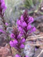 Orthocarpus bracteosus