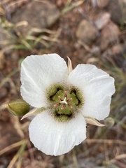 Calochortus howellii