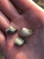 Anomalocardia cuneimeris