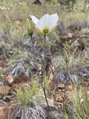 Calochortus howellii