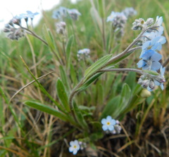Myosotis imitata