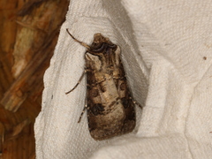 Agrotis clavis