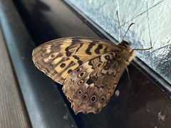 Neope goschkevitschii