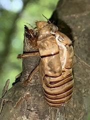 Okanagana viridis