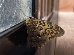 Neope goschkevitschii