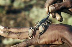 Pandinurus exitialis