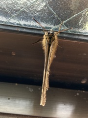 Neope goschkevitschii