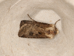 Agrotis clavis