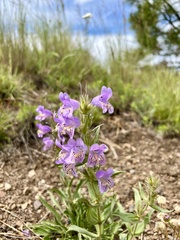 Penstemon eriantherus redactus