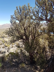 Polylepis tarapacana