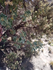 Polylepis tarapacana