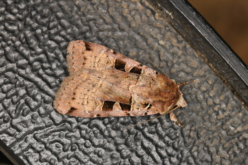 Double Square-spot