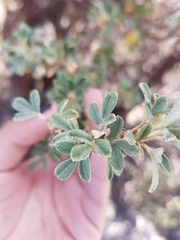 Polylepis tarapacana