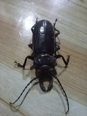 Mallodon chevrolatii