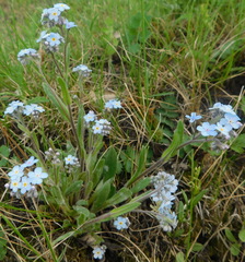 Myosotis imitata