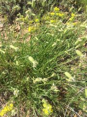 Silene bridgesii