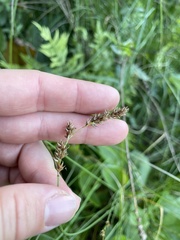 Carex prairea