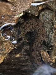 Desmognathus marmoratus