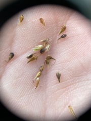 Carex prairea