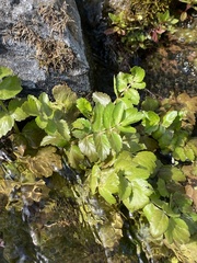 Berula