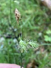 Carex castanea