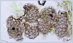 Netzelia tuberculata