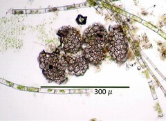 Netzelia tuberculata